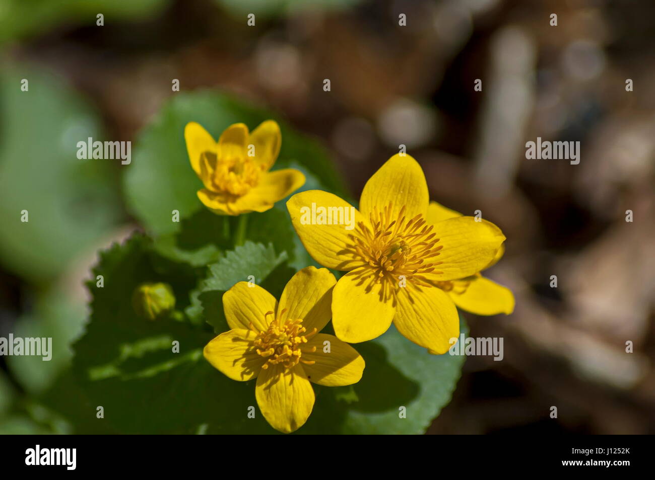 Jaune soleil ou Geum benoîte de fleurs dans glade, montagne de Rila, Bulgarie Banque D'Images