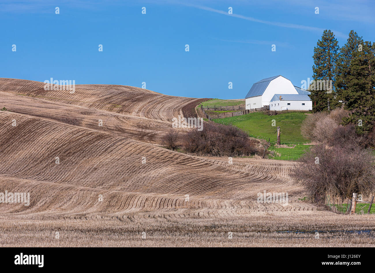 Une grange est montré comme petit à côté d'un grand domaine agricole dans la région de Palouse Washington. Banque D'Images