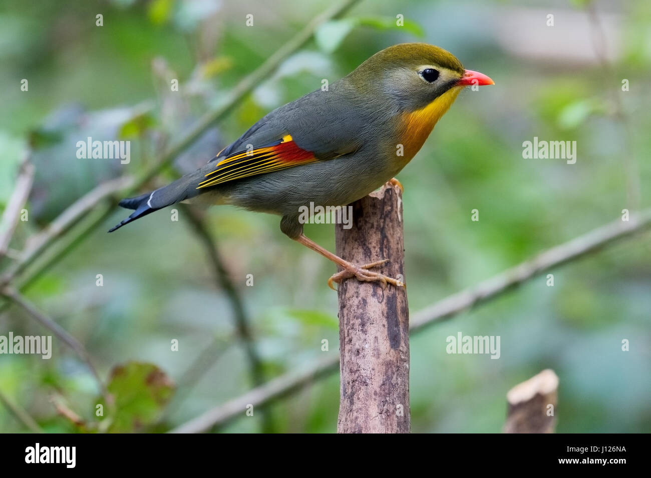 Leiothrix lutea Banque D'Images