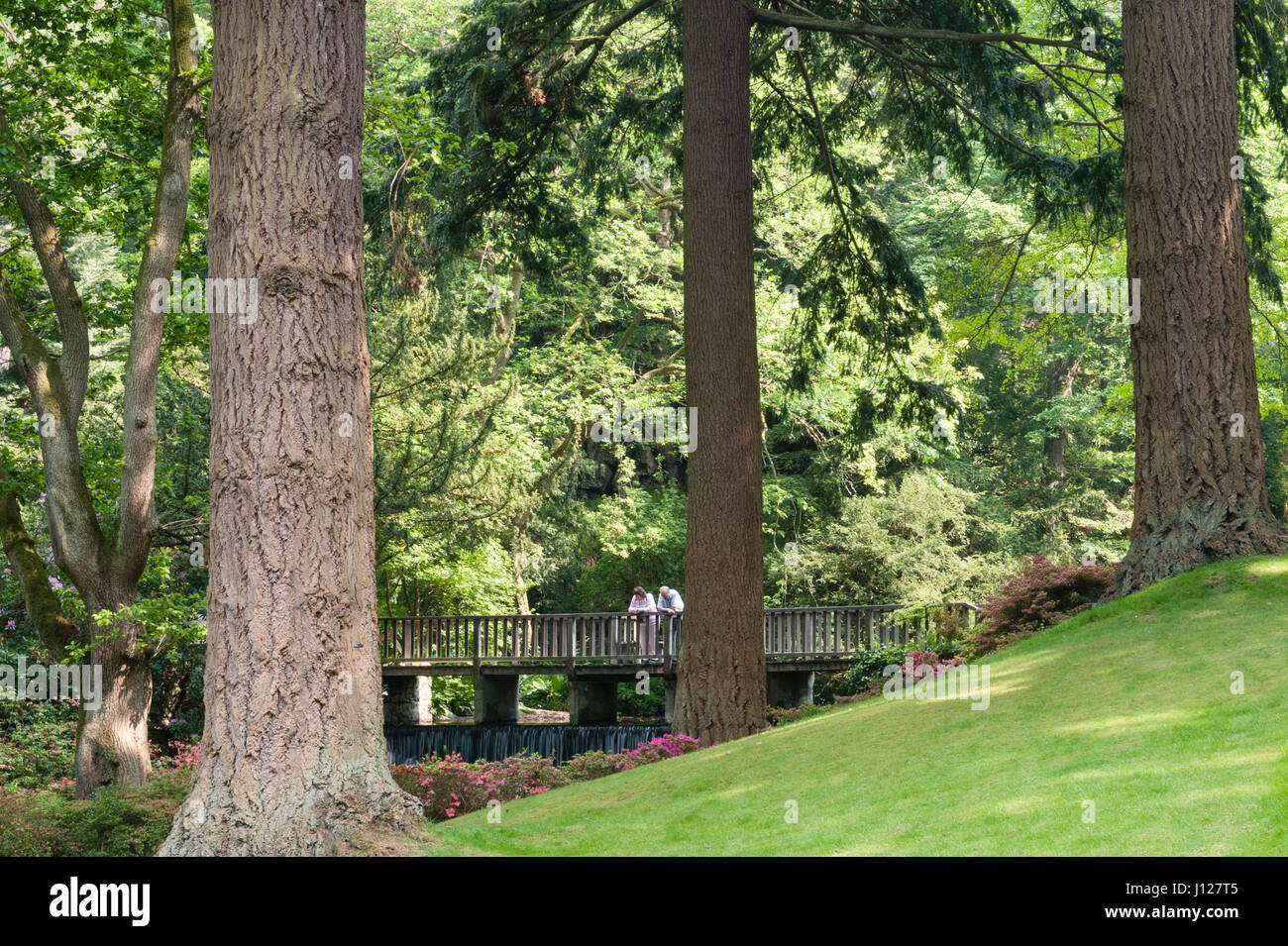 Jardin de Bodnant, Conwy, Pays de Galles, Royaume-Uni. Printemps dans la vallée connue sous le nom de l'ordinateur Dell Banque D'Images