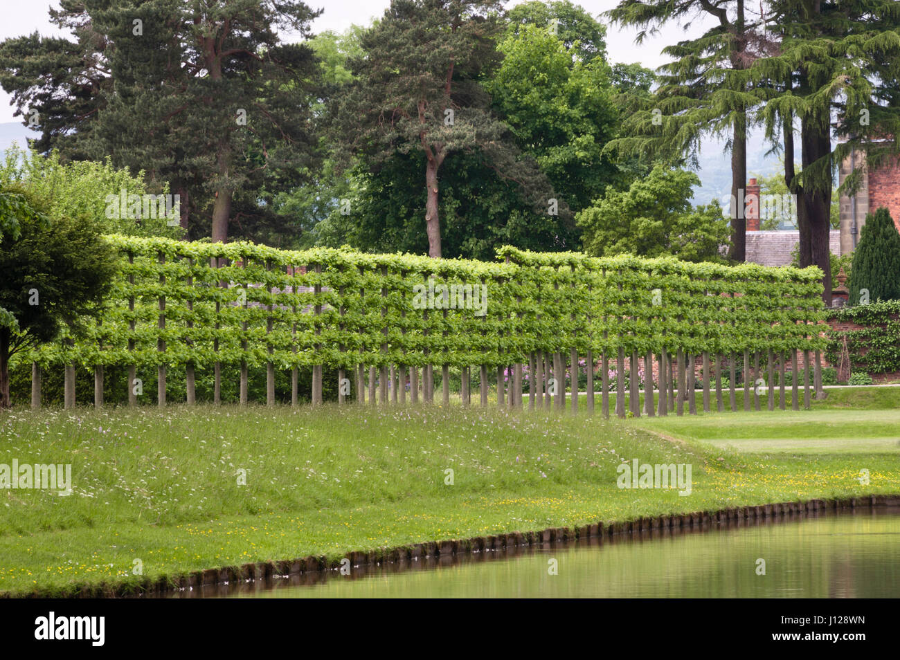 Erddig Hall gardens, Wrexham, Wales, UK. Une allée de tilleuls (tilia pleached) dans le jardin restauré Banque D'Images