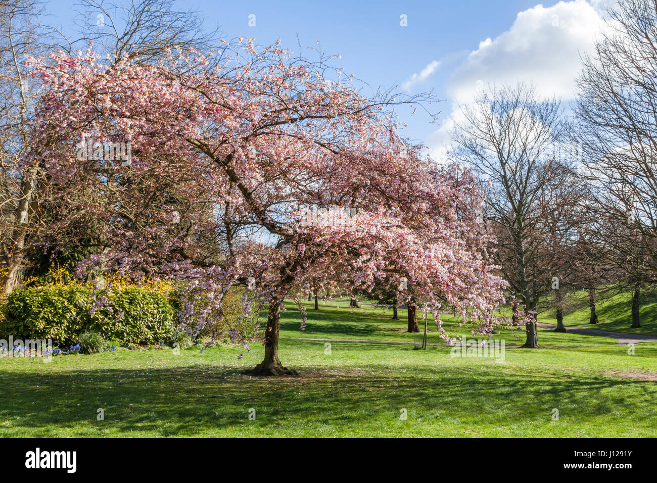 Fleur de printemps sur un cerisier en fleurs, l'Arboretum, Nottingham, England, UK Banque D'Images