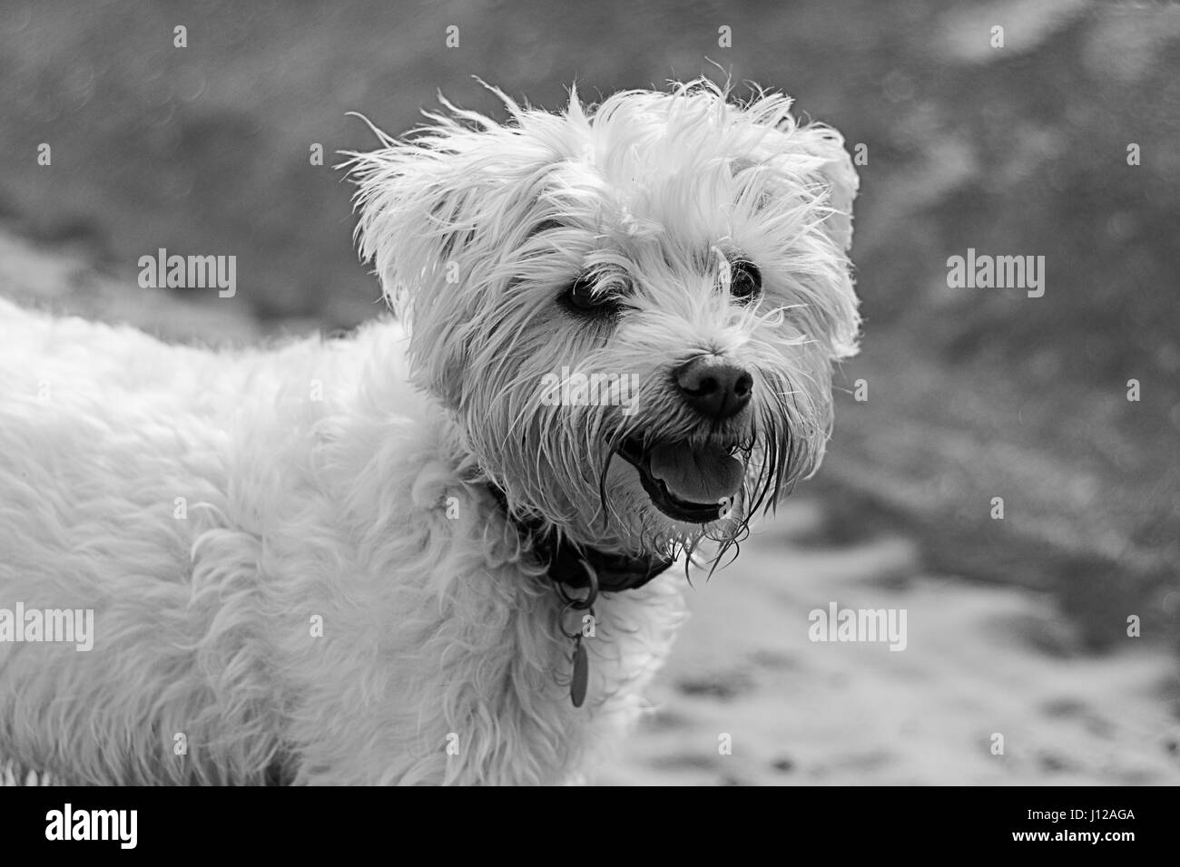 Les chiens sur la plage s'amusant - New Brighton Wirral Banque D'Images