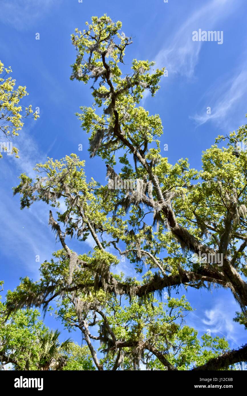 Chêne (Quercus) avec de la mousse espagnole (Tillandsia usneoides) Banque D'Images