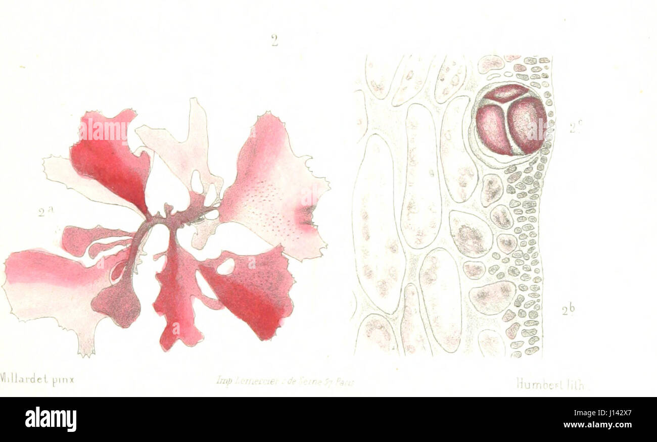 Cet ouvrage fournit des notes détaillées sur l’île de la Réunion (anciennement Bourbon), couvrant sa géographie, sa culture et son histoire coloniale. Il offre un aperçu du rôle de l'île dans l'empire colonial français. Banque D'Images