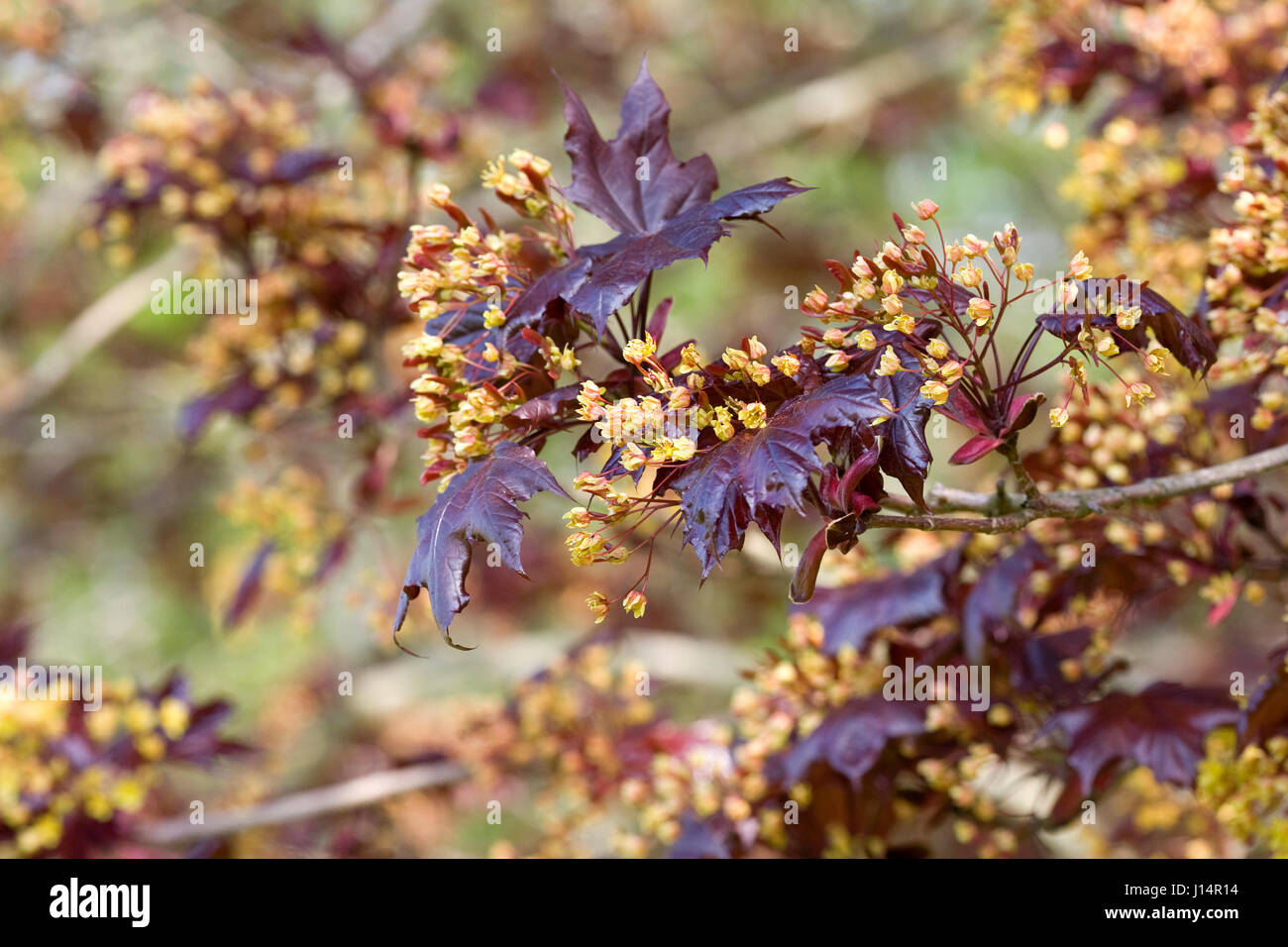 Acer platanoides 'Goldsworth Purple' en fleurs. Banque D'Images