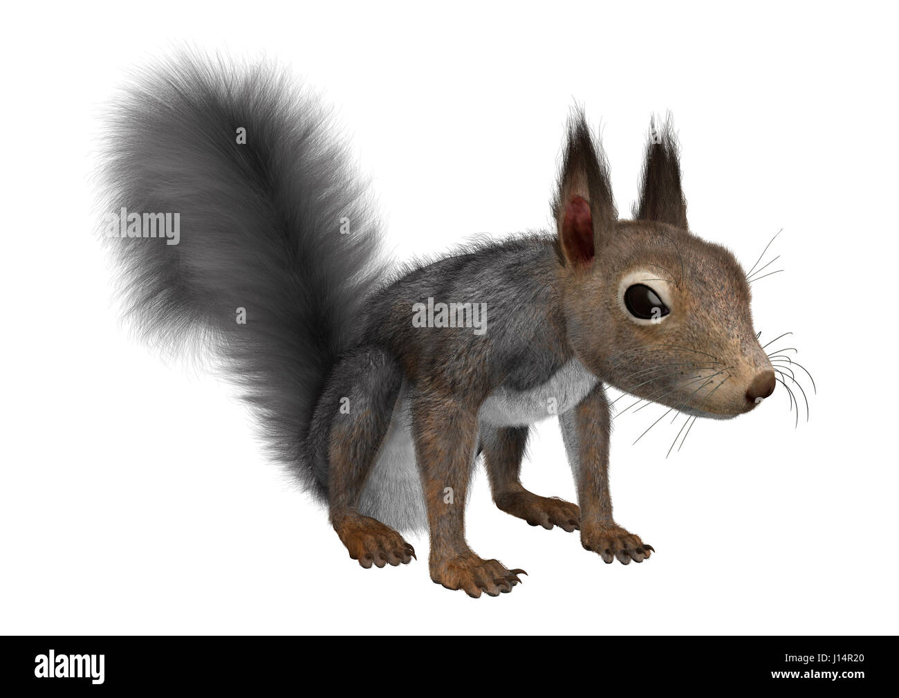 Le rendu 3D d'un écureuil gris isolé sur fond blanc Banque D'Images