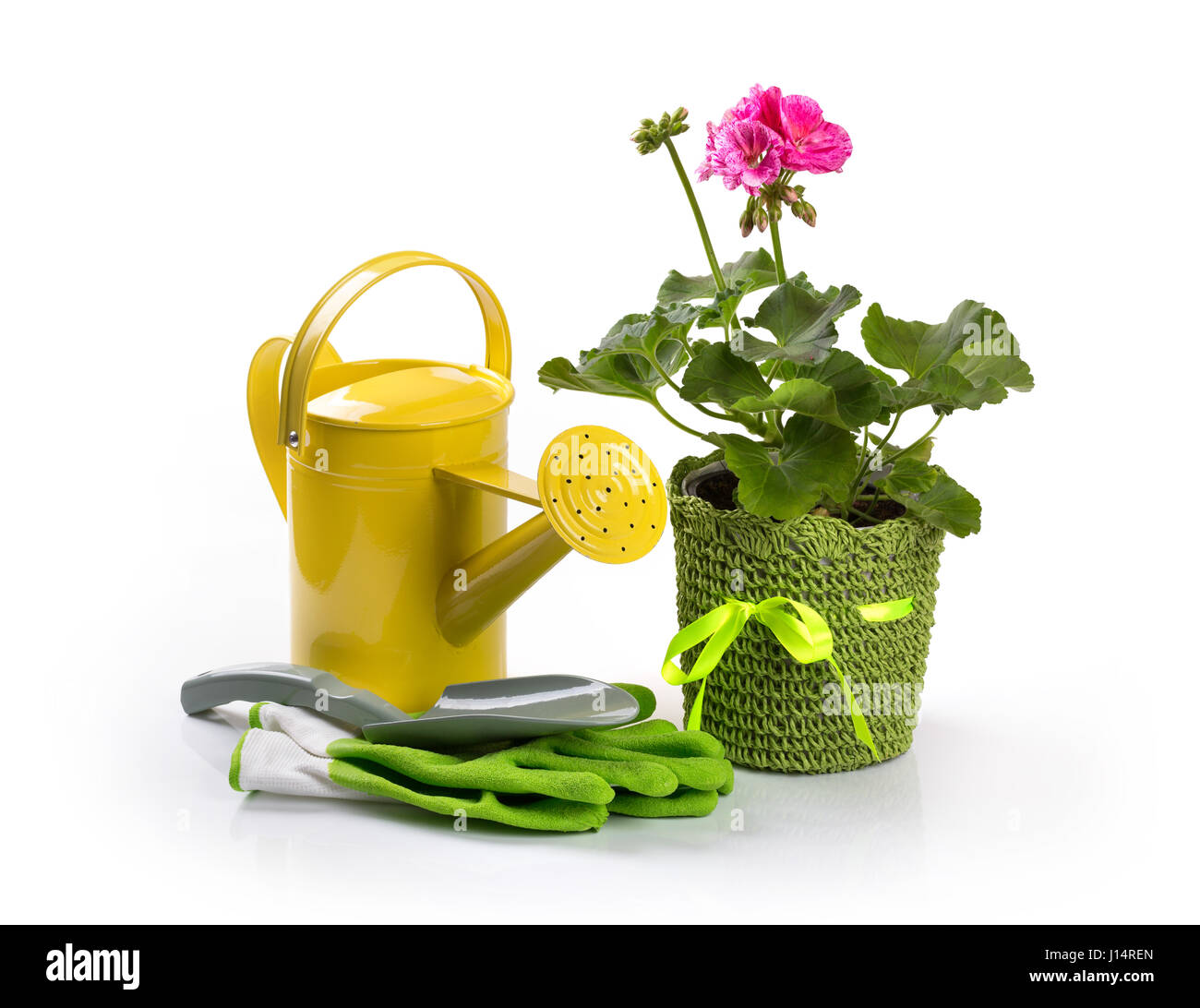 Pelargonium en pot et de fleurs blanches sur les outils de jardinage Banque D'Images
