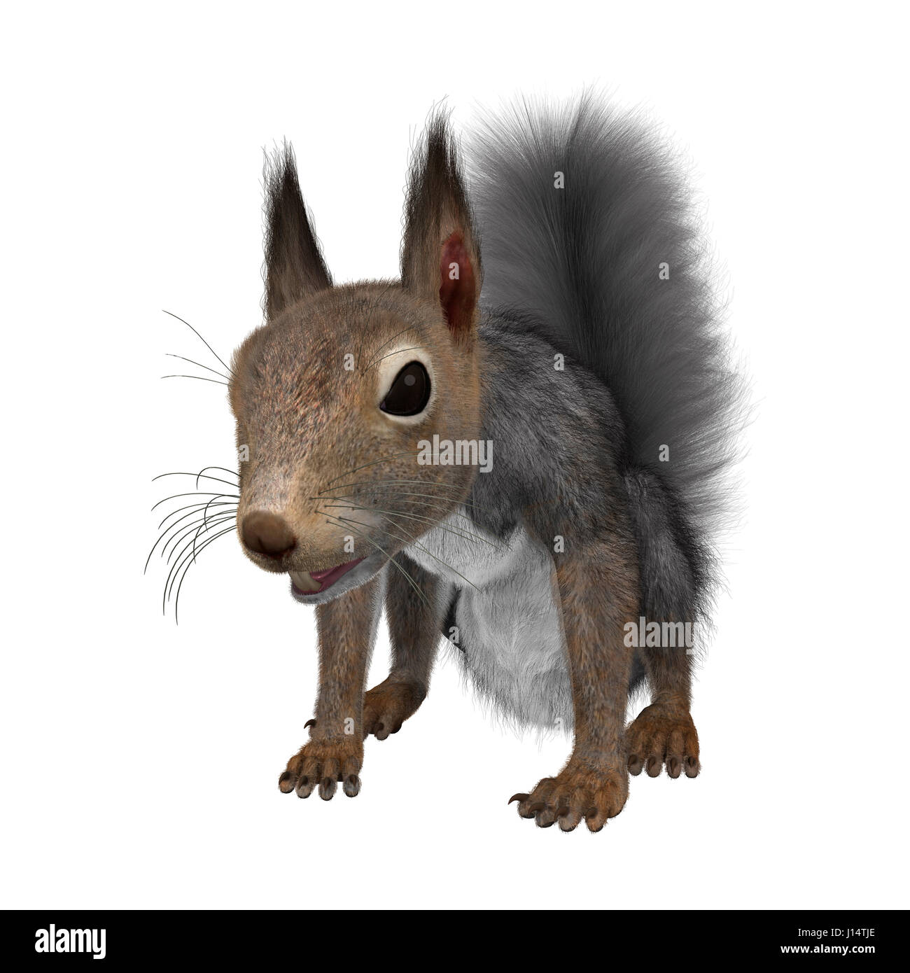 Le rendu 3D d'un écureuil gris isolé sur fond blanc Banque D'Images