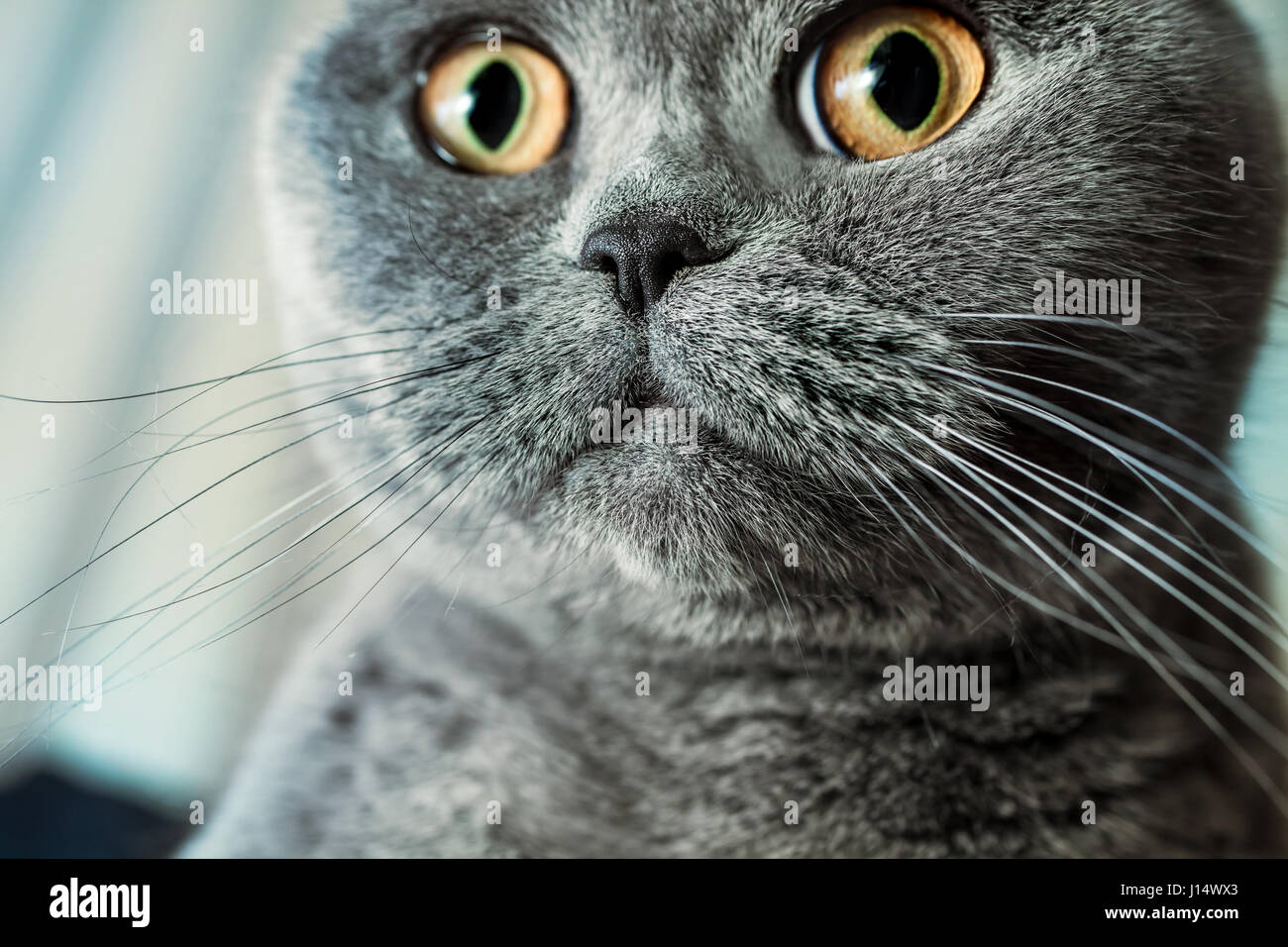 Portrait de chat British Shorthair gris avec regard ébahi Banque D'Images