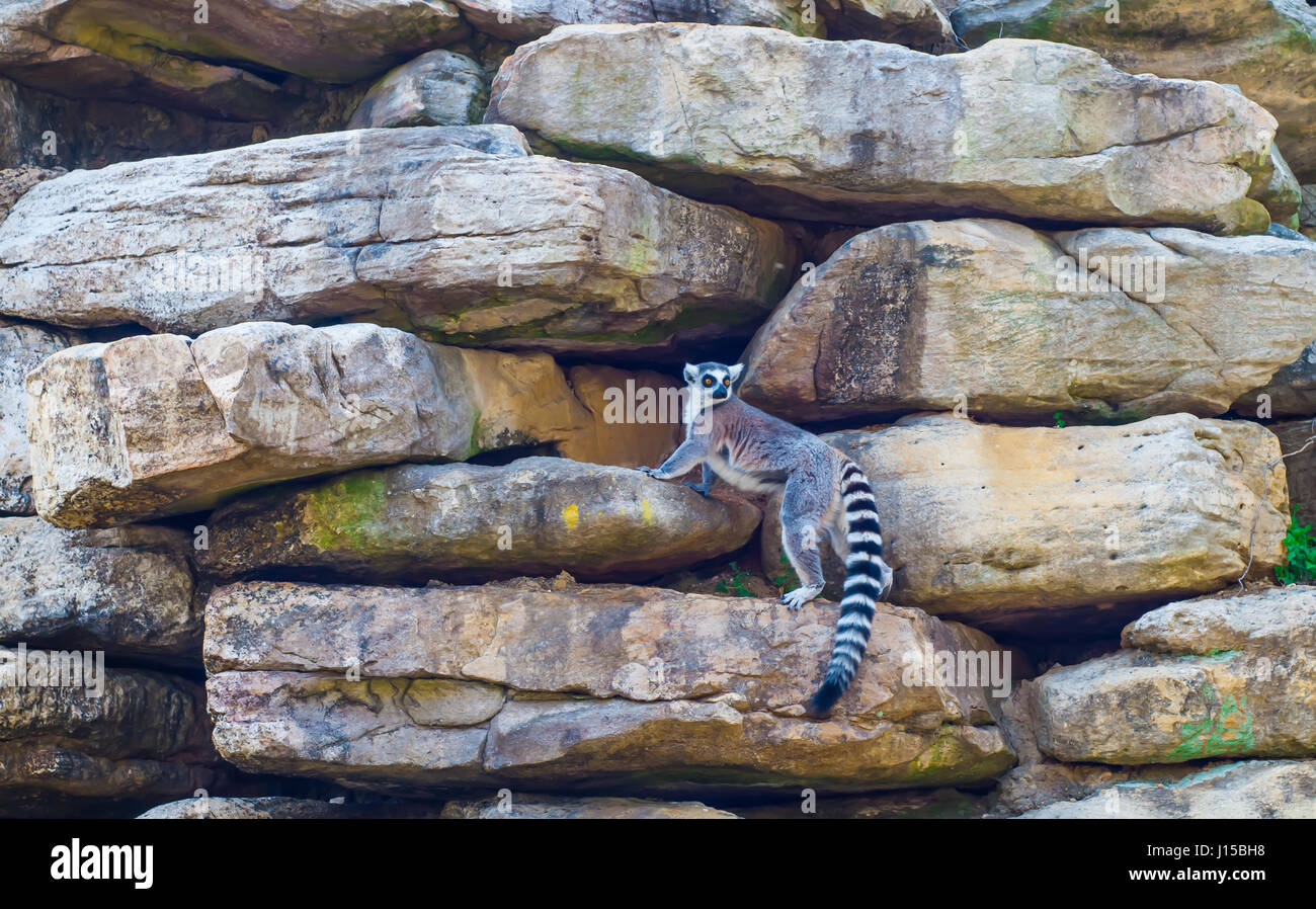 Un lémurien regarde en arrière alors que l'escalade les rochers. Banque D'Images