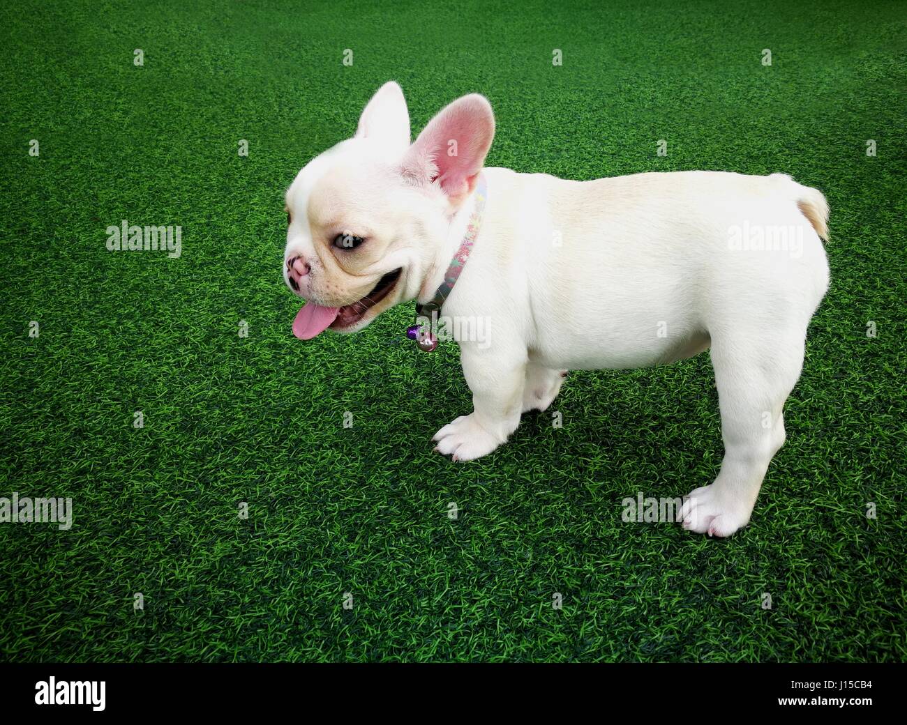 Blanc Marron Chiot Bouledogue Francais Sur Gazon Artificiel Vert Permanent Photo Stock Alamy Blanc Marron Chiot Bouledogue Francais Sur Gazon Artificiel Vert Permanent Photo Stock Alamy