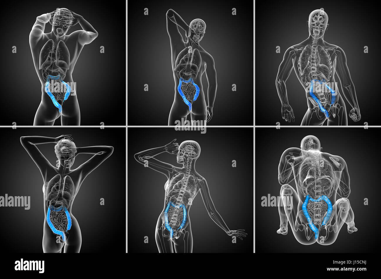 Le rendu 3D du système digestif humain Gros intestin Banque D'Images