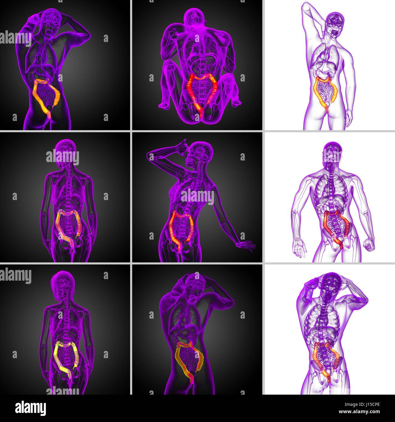 Le rendu 3D du système digestif humain gros intestin - vue arrière Banque D'Images