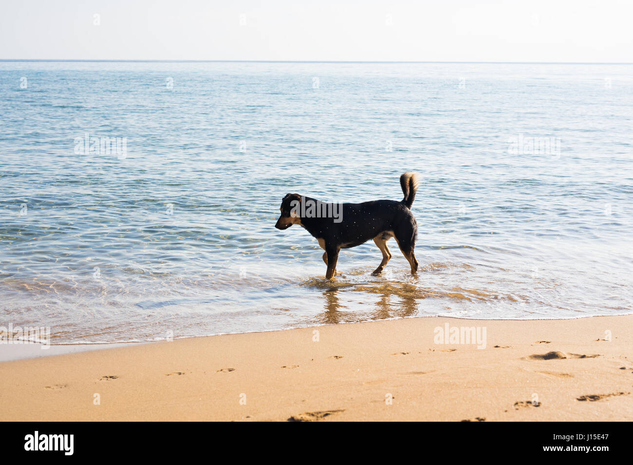 Promenade de chiens sur la plage Banque D'Images