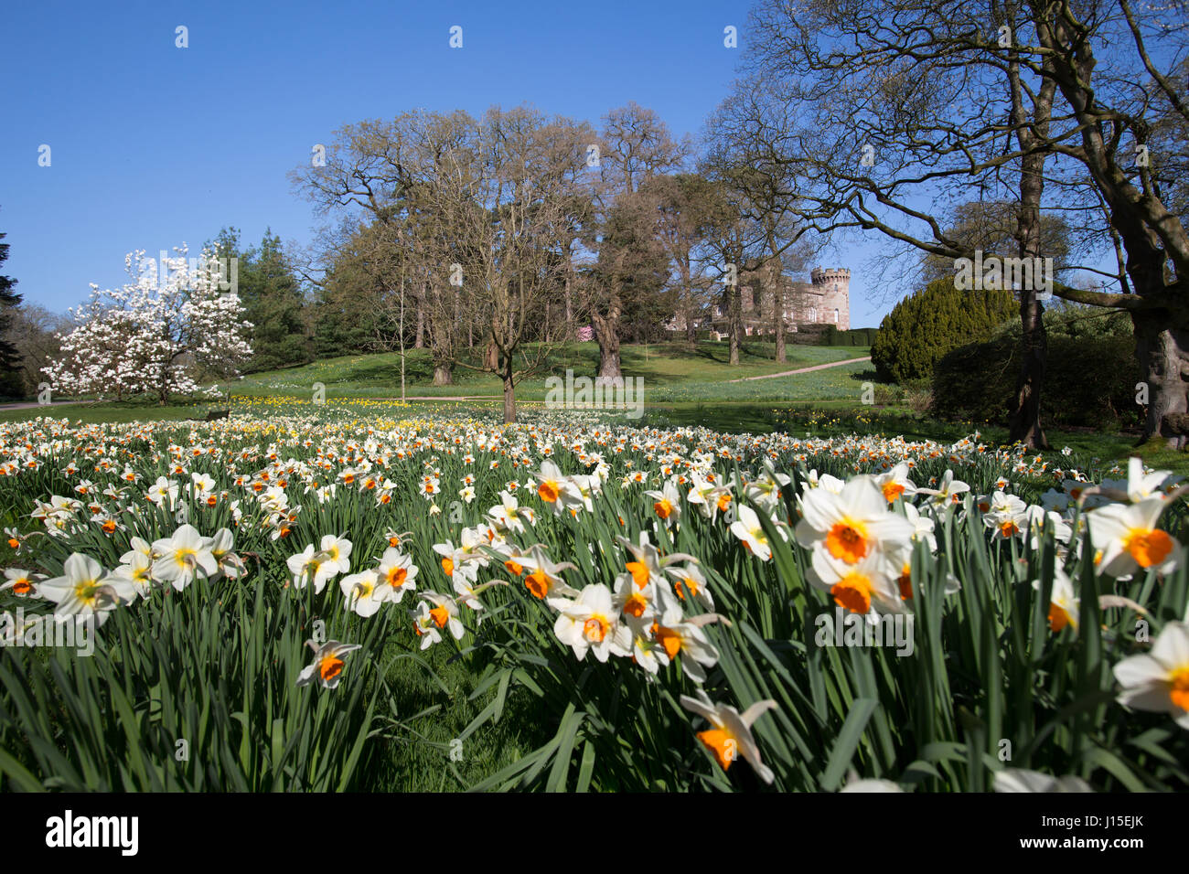 Cholmondeley Castle Gardens. Vue de printemps les jonquilles en pleine floraison à Cholmondeley Castle Gardens. Banque D'Images