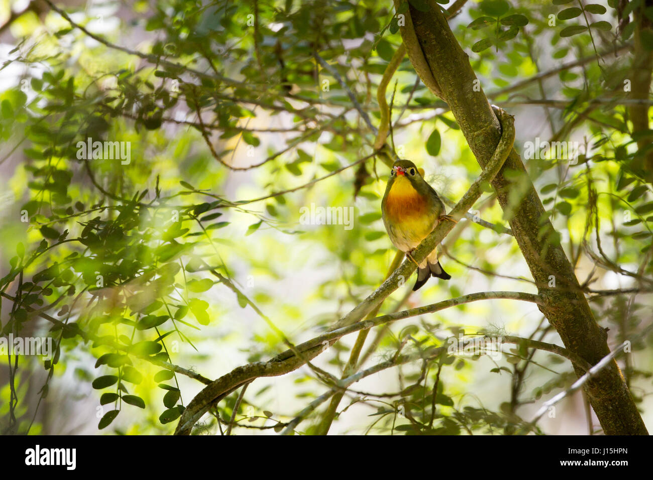 Red-billed leiothrix (Leiothrix lutea) assis dans un arbre dans le Hawaii Volcanoes National Park sur Big Island, Hawaii, USA. Banque D'Images