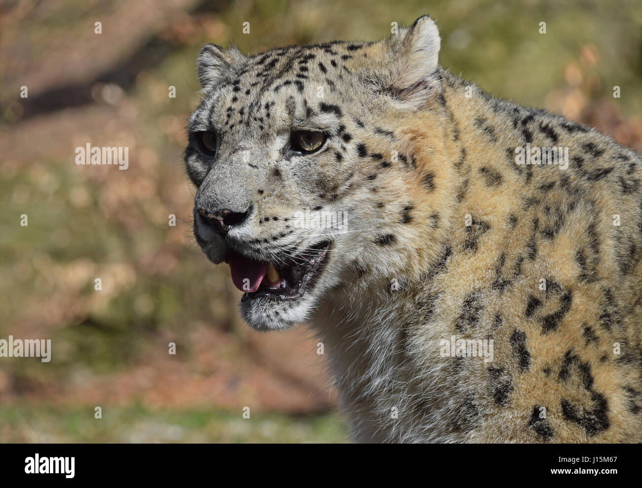 Côté Close up portrait of male snow leopard (ou once, Panthera uncia) à l'écart de l'appareil photo, low angle view Banque D'Images