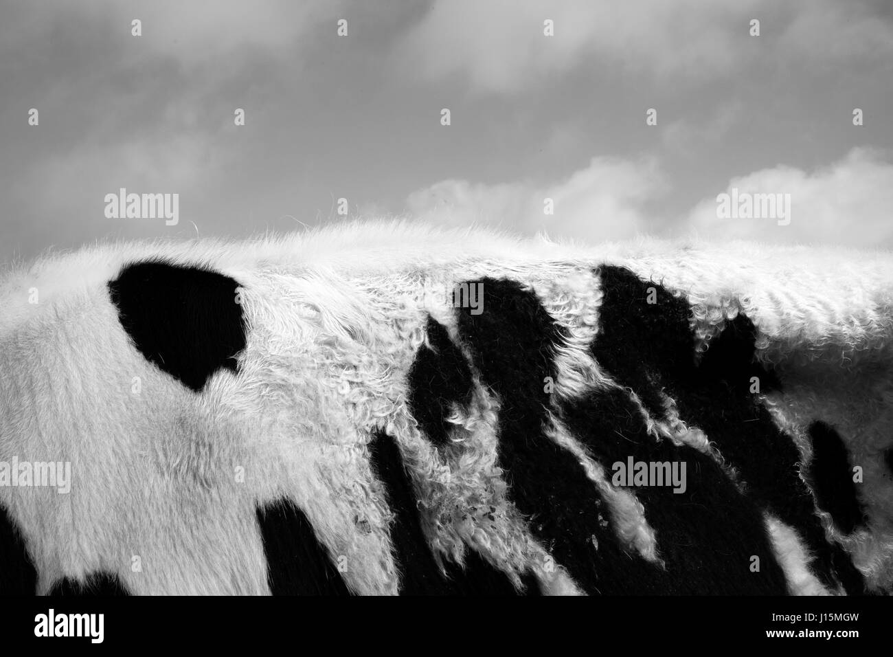 Close up of a cow's hide dans toute la longueur du dos. Définir contre quelques nuages dans un ciel bleu en noir et blanc comme représentant d'un paysage. Banque D'Images