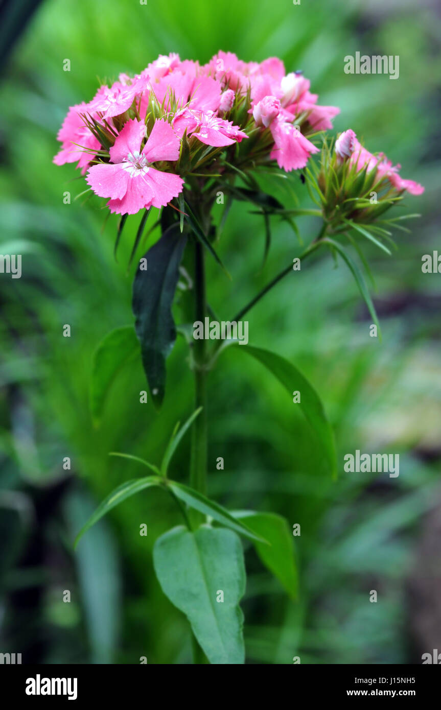 Rose rouge fleur fleur Sweet William (Dianthus barbatus). Banque D'Images