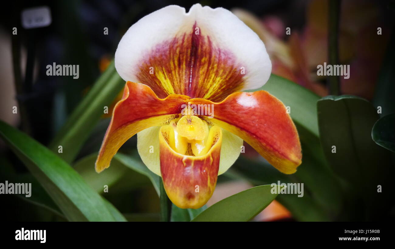 Rare magnifique 'rouge jaune et blanc Orchid prises au RHS Orchid show Banque D'Images