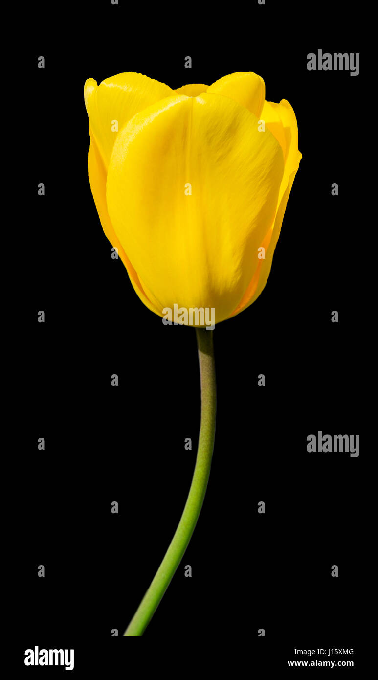 Gros plan sur un seul yellow tulip (Tulipa) au printemps sur un fond noir. Banque D'Images