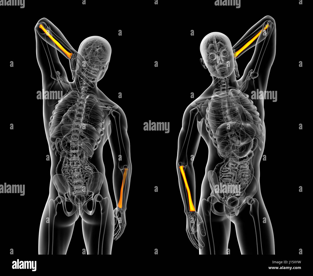 Le rendu 3d illustration médicale de l'os radius Banque D'Images