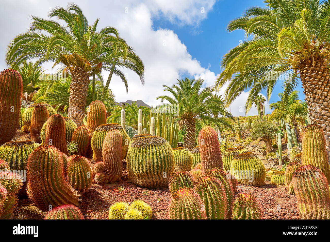 Jardin de cactus, Gran Canaria, Espagne Banque D'Images