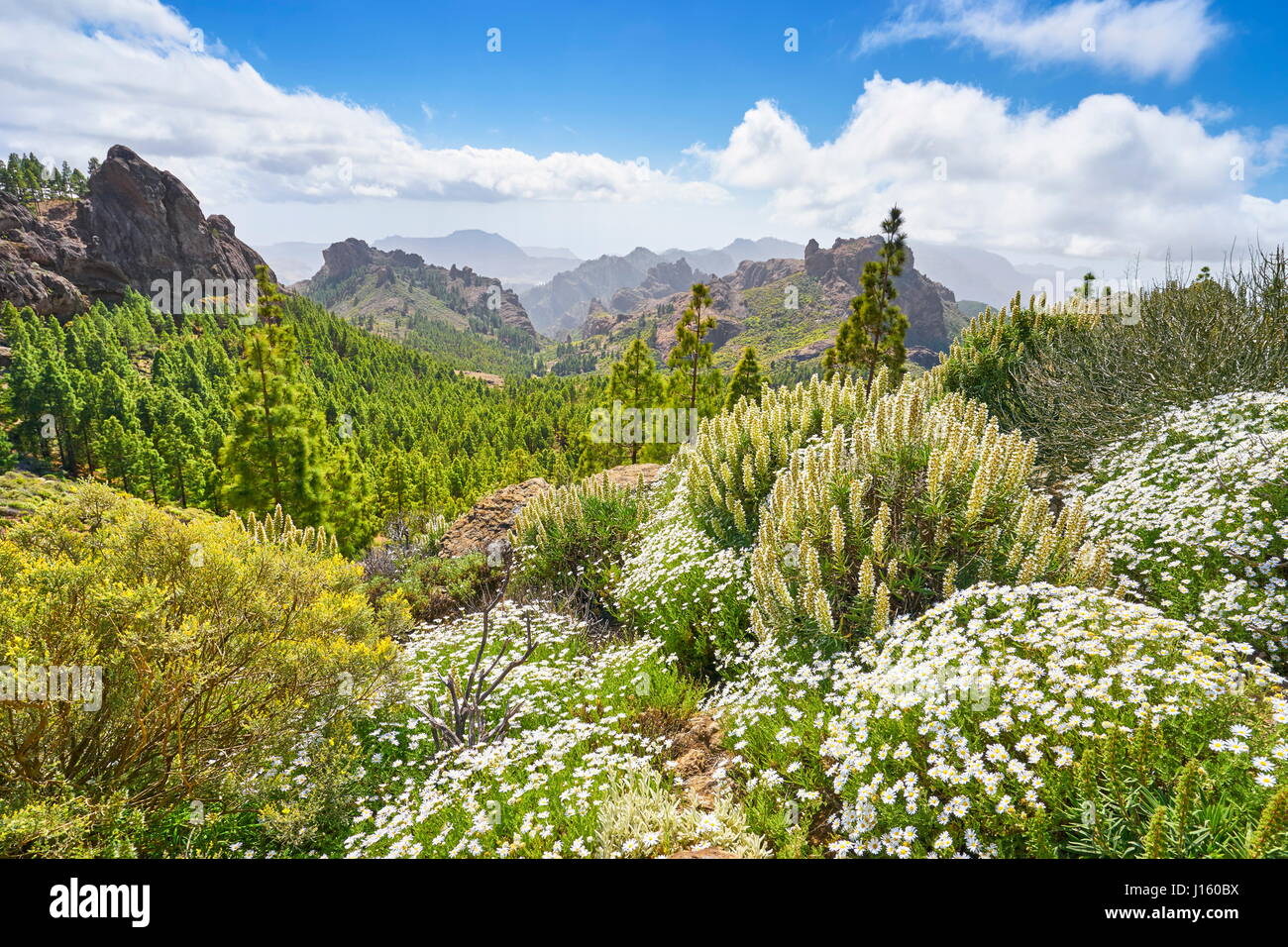 Paysage de montagne au printemps, Gran Canaria, îles de Canaries, Espagne Banque D'Images