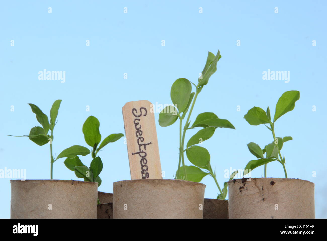 Les jeunes Lathyrus odoratus 'Spencer' variété les petits pois semés en rouleau de papier toilette recyclé emballages intérieurs, poussant sur un rebord de chaud à l'intérieur, prête pour la plantation Banque D'Images