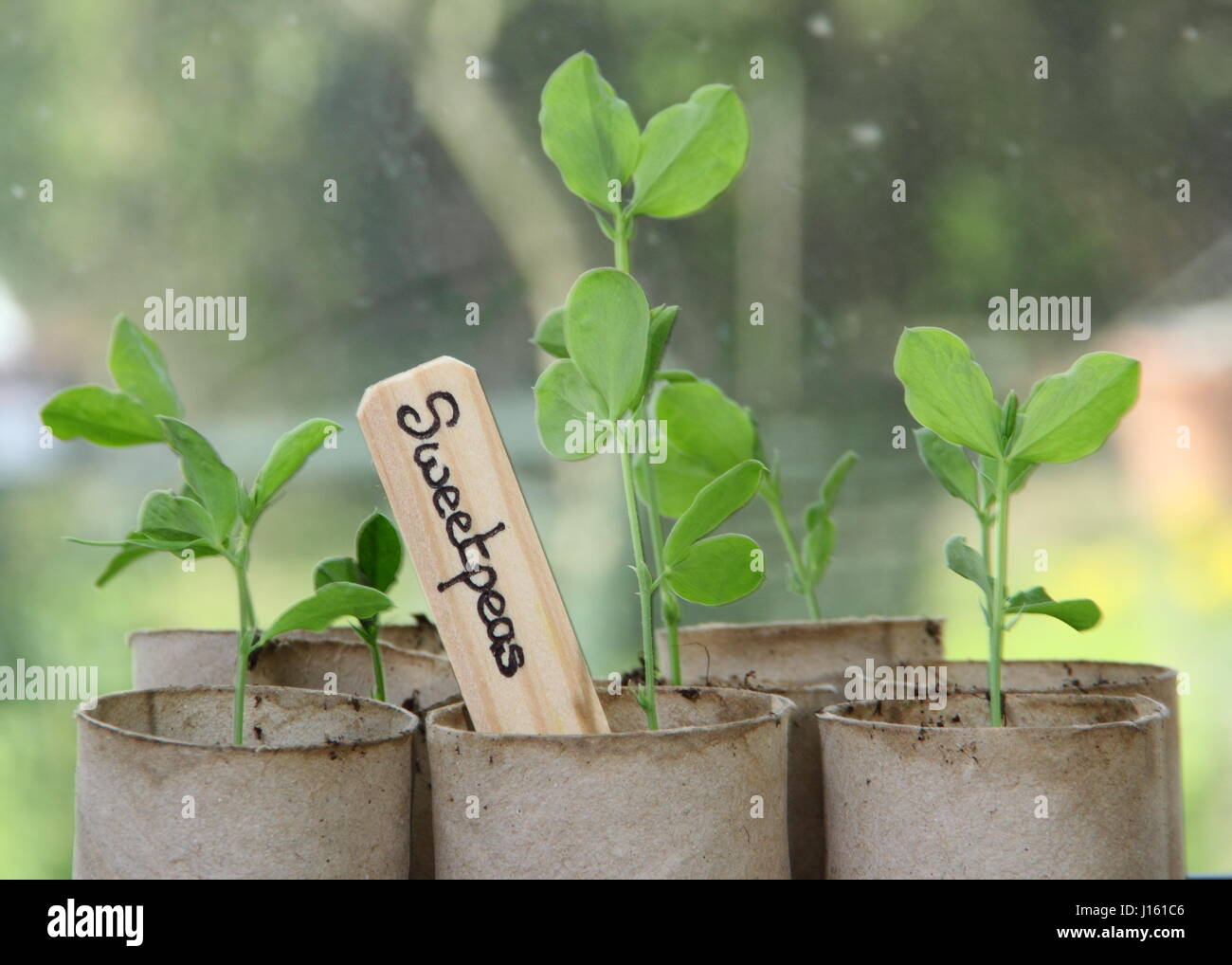 Les jeunes Lathyrus odoratus 'Spencer' variété les petits pois semés en rouleau de papier toilette recyclé emballages intérieurs, poussant sur un rebord de chaud à l'intérieur, prête pour la plantation Banque D'Images