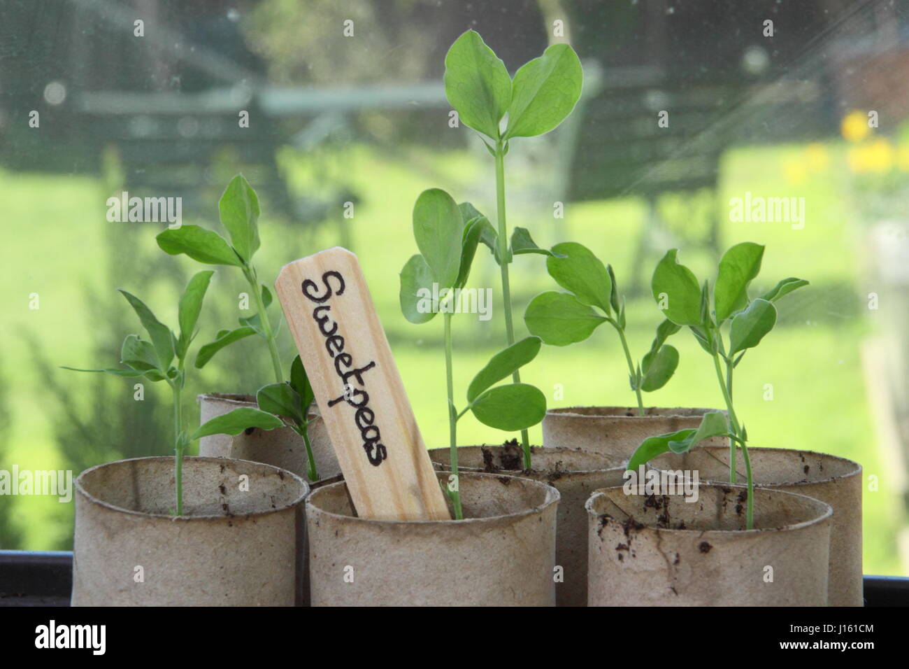 Les jeunes Lathyrus odoratus 'Spencer' variété les petits pois semés en rouleau de papier toilette recyclé emballages intérieurs, poussant sur un rebord de chaud à l'intérieur, prête pour la plantation Banque D'Images