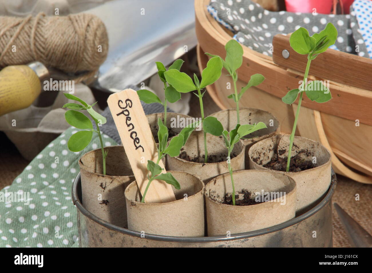 Les jeunes lathyrus 'Spencer' les petits pois semés en rouleau de papier toilette recyclé emballages intérieurs, cultivé sur rebord chaud dans vintage à gâteau contenant prêt pour planter dehors Banque D'Images