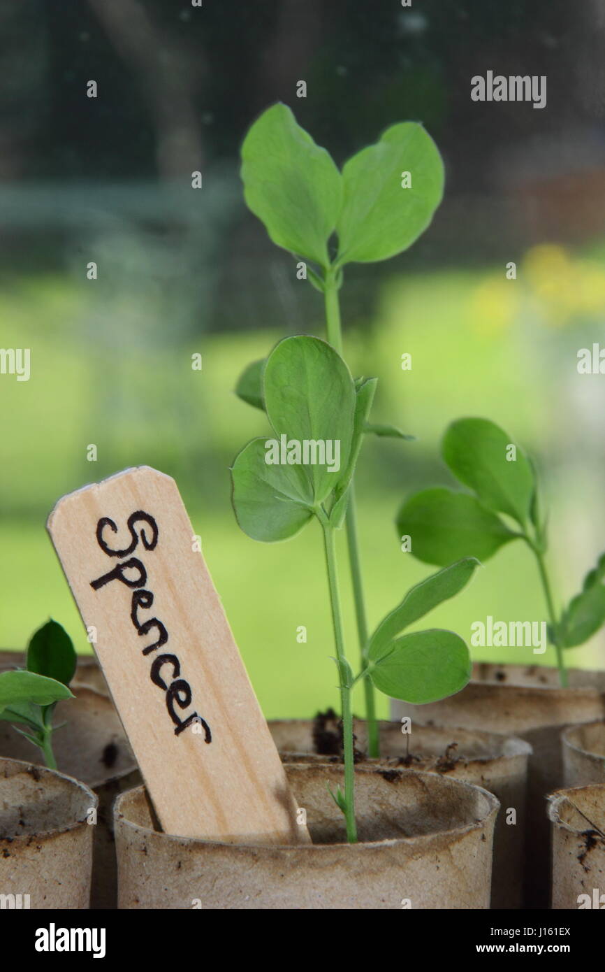 Les jeunes Lathyrus odoratus 'Spencer' variété les petits pois semés en rouleau de papier toilette recyclé emballages intérieurs, poussant sur un rebord de chaud à l'intérieur, prête pour la plantation Banque D'Images
