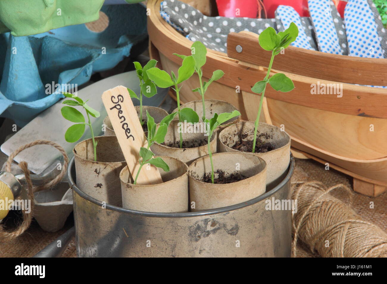 Les jeunes lathyrus 'Spencer' les petits pois semés en rouleau de papier toilette recyclé emballages intérieurs, cultivé sur rebord chaud dans vintage à gâteau contenant prêt pour planter dehors Banque D'Images