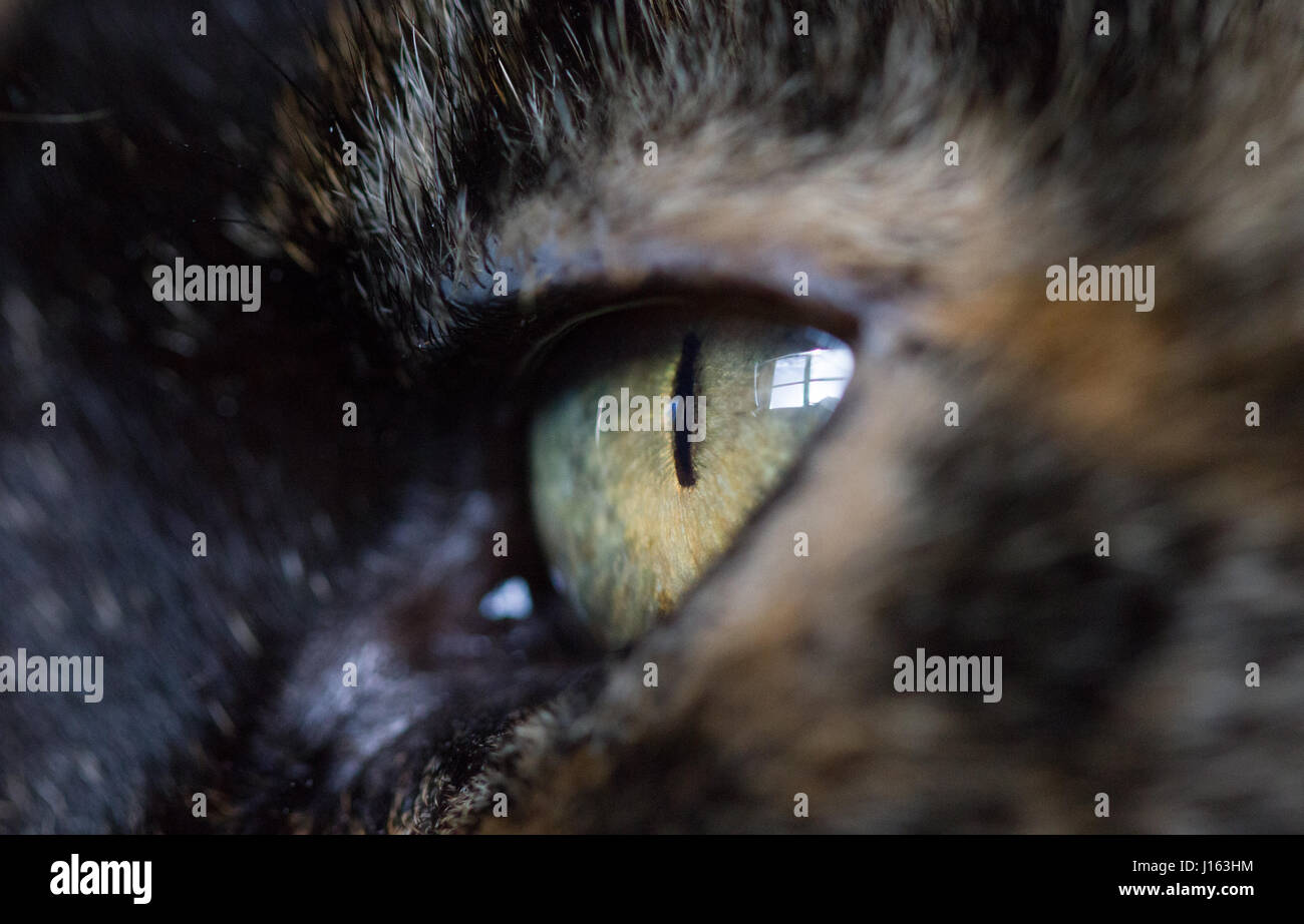 Cat Eye Macro close up Banque D'Images