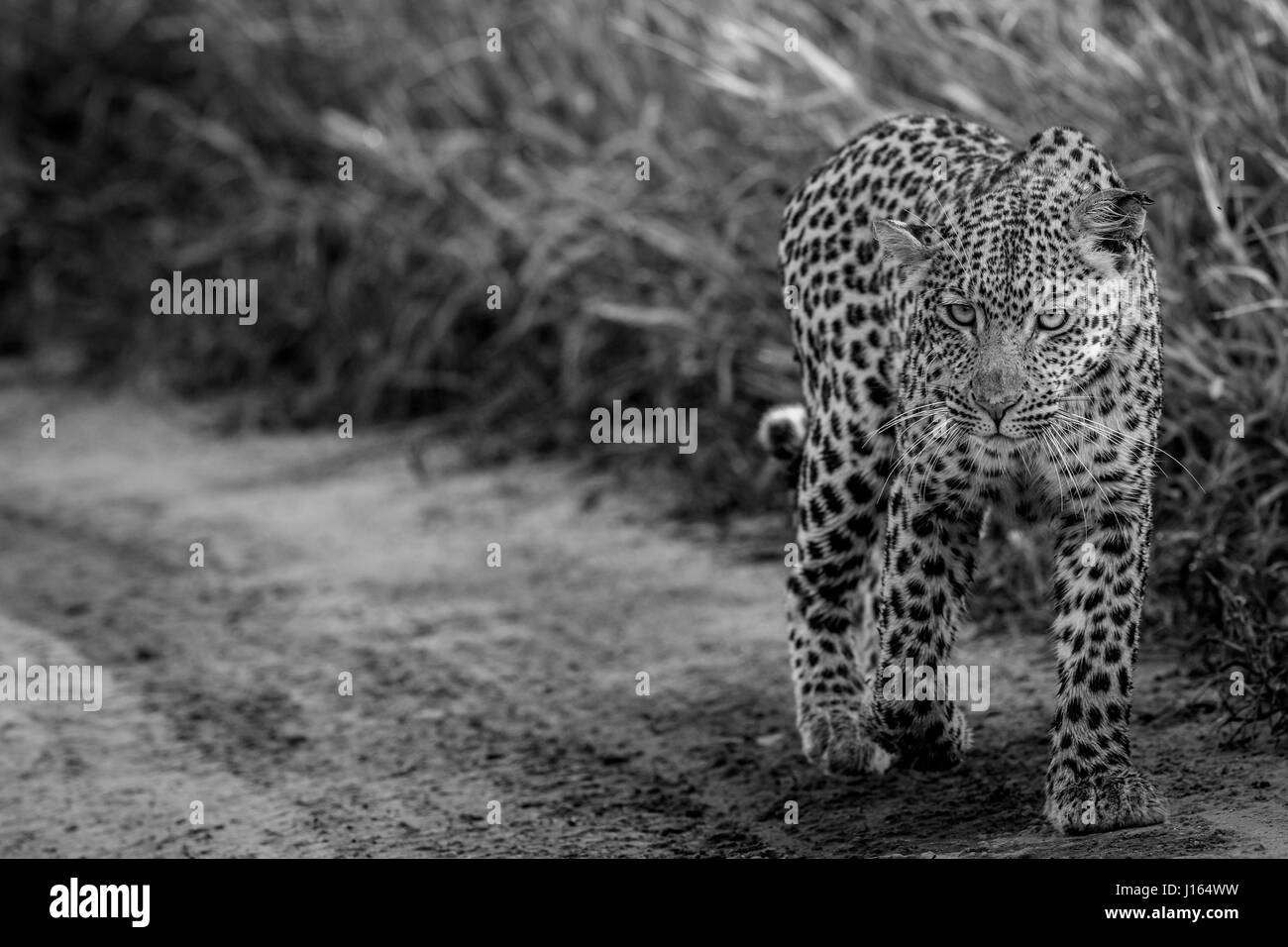 Leopard à marcher en direction de l'appareil photo en noir et blanc dans le centre de Khalahari, Botswana. Banque D'Images