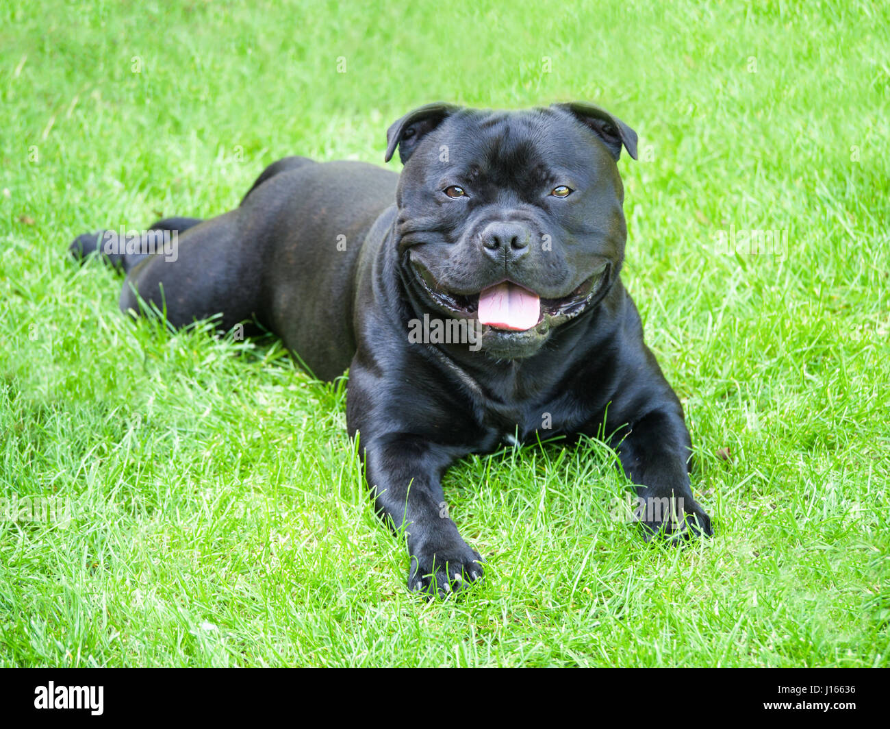 Staffordshire Bull Terrier chien noir couché dans l'herbe en souriant et heureux regardant la caméra. Banque D'Images