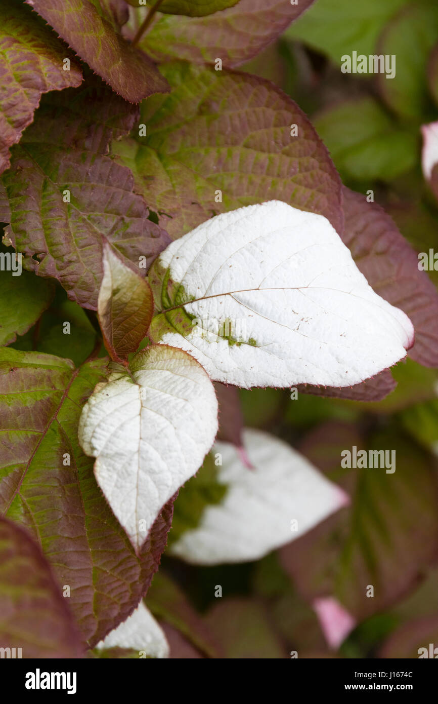 White rincé les jeunes feuilles de l'auto-hardy, l'Actinidia kolomikta accroche climber Banque D'Images