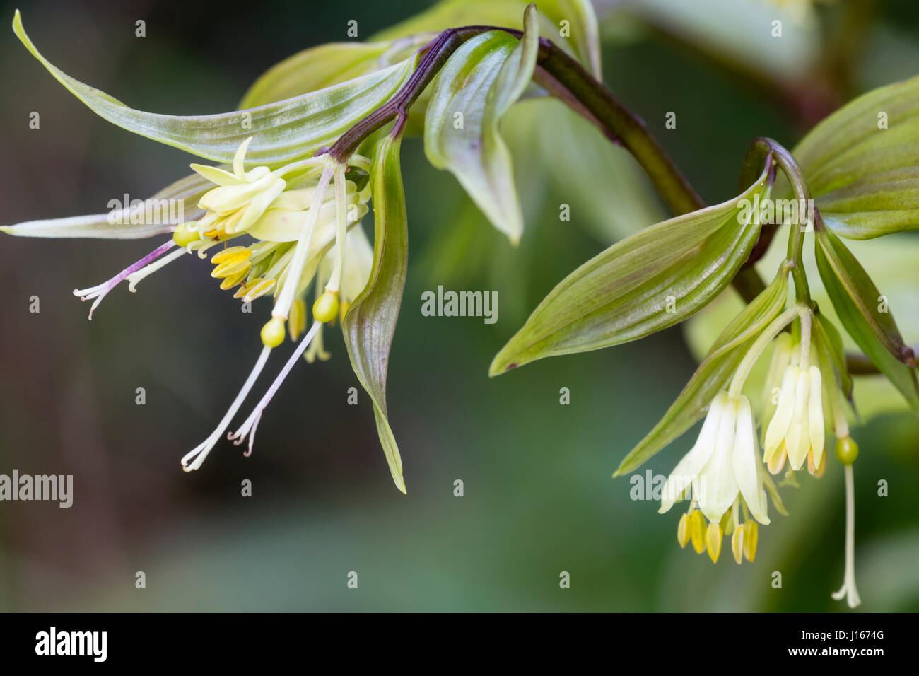 Produite au printemps, fleurs blanches teintées de vert de la forêt, vivace rhizomateuse Disporum bodinieri Banque D'Images