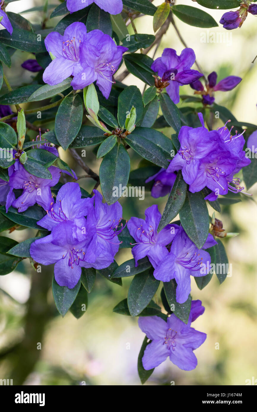 Fleurs bleu-violet de l'arbuste rustique, Rhododendron augustinii 'Borde  Hill' Photo Stock - Alamy
