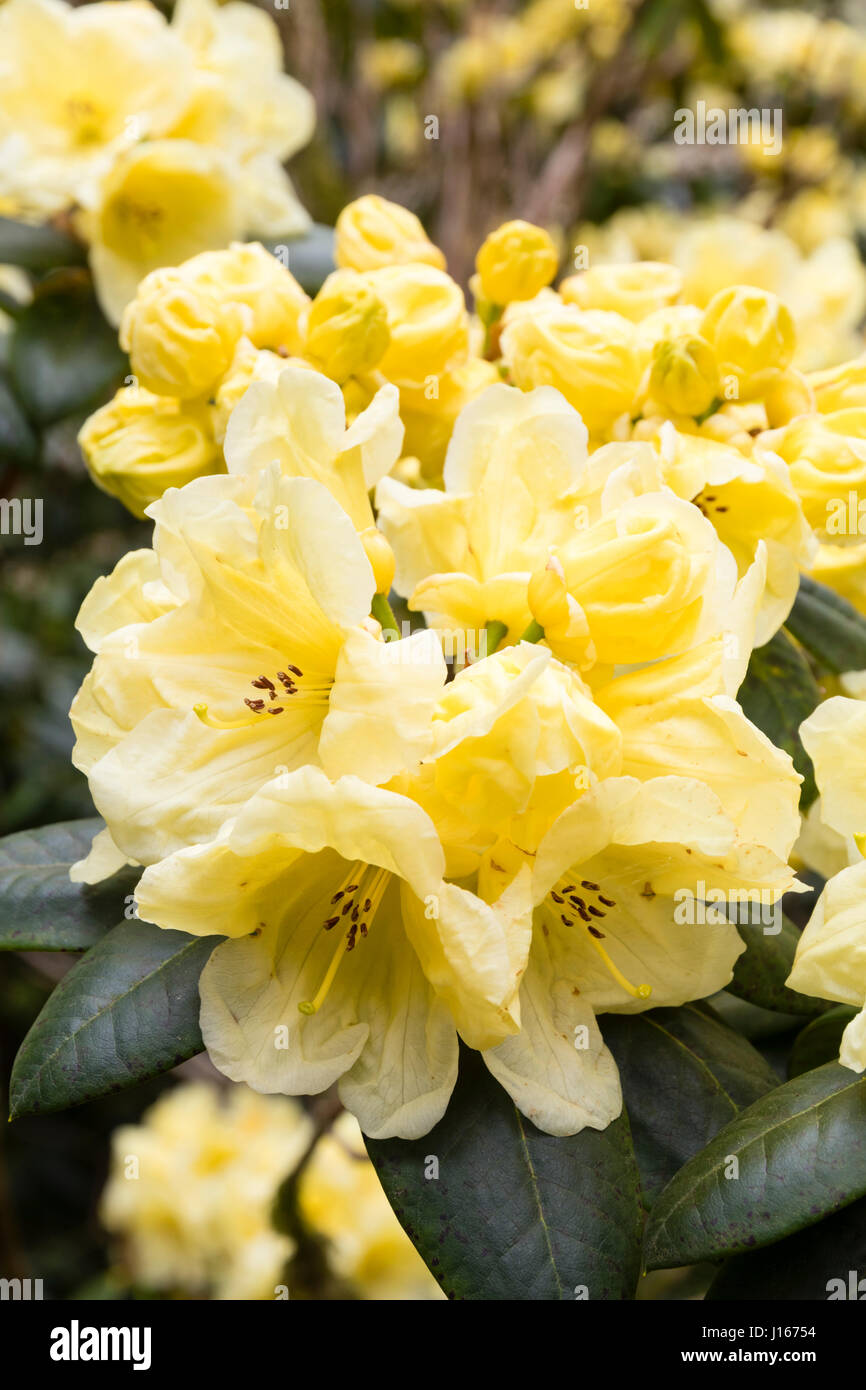 Fleurs de couleur citron pâle de la floraison de printemps hardy, Rhododendron 'evergreen' Pages Jaunes Banque D'Images