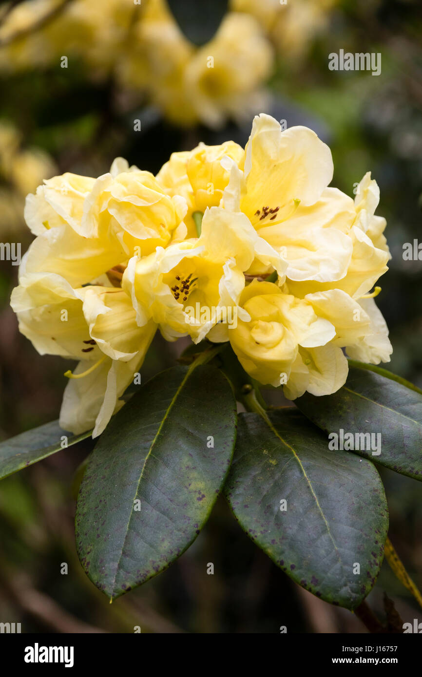Fleurs de couleur citron pâle de la floraison de printemps hardy, Rhododendron 'evergreen' Pages Jaunes Banque D'Images