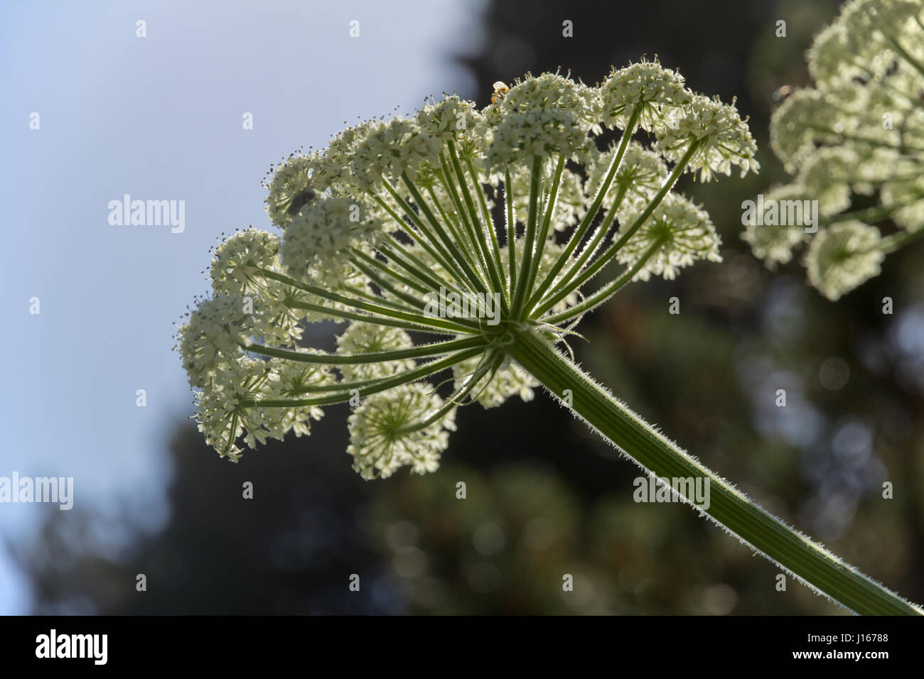 La berce du Caucase pris à partir de ci-dessous montrant les pétales et les étamines. Poils sur les tiges sont rétroéclairés et lumineux. Banque D'Images