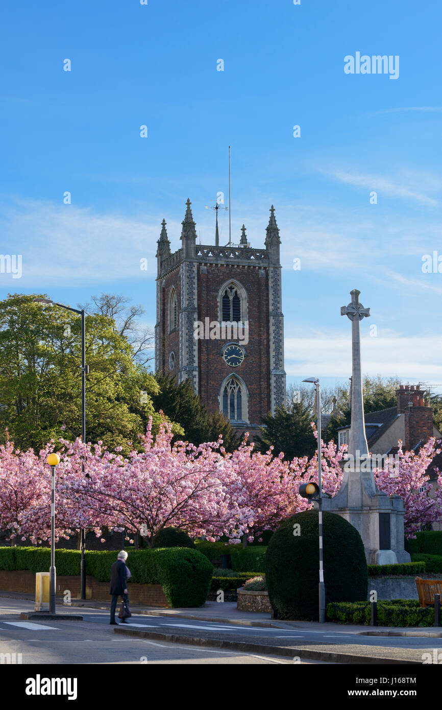 Cerisiers en fleurs en face de l'église St Pierre, St Albans, Hertfordshire, Royaume-Uni Banque D'Images