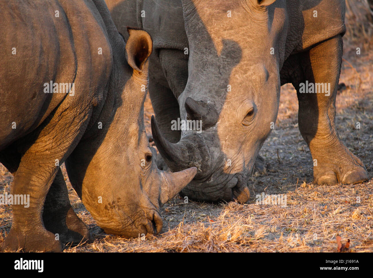 Belle Rhino sauvage paissant dans le crépuscule du soleil Banque D'Images