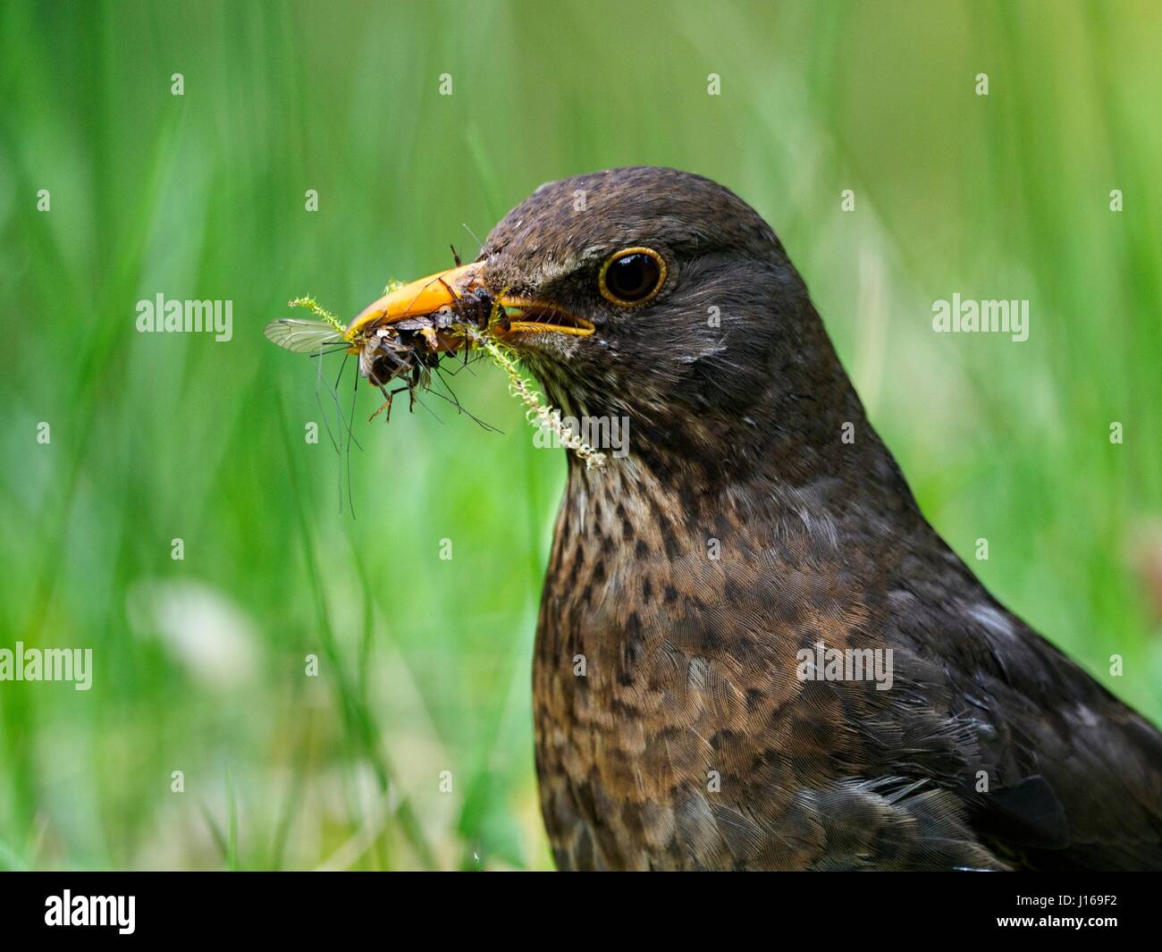 Blackbird, de la nourriture, des insectes Banque D'Images