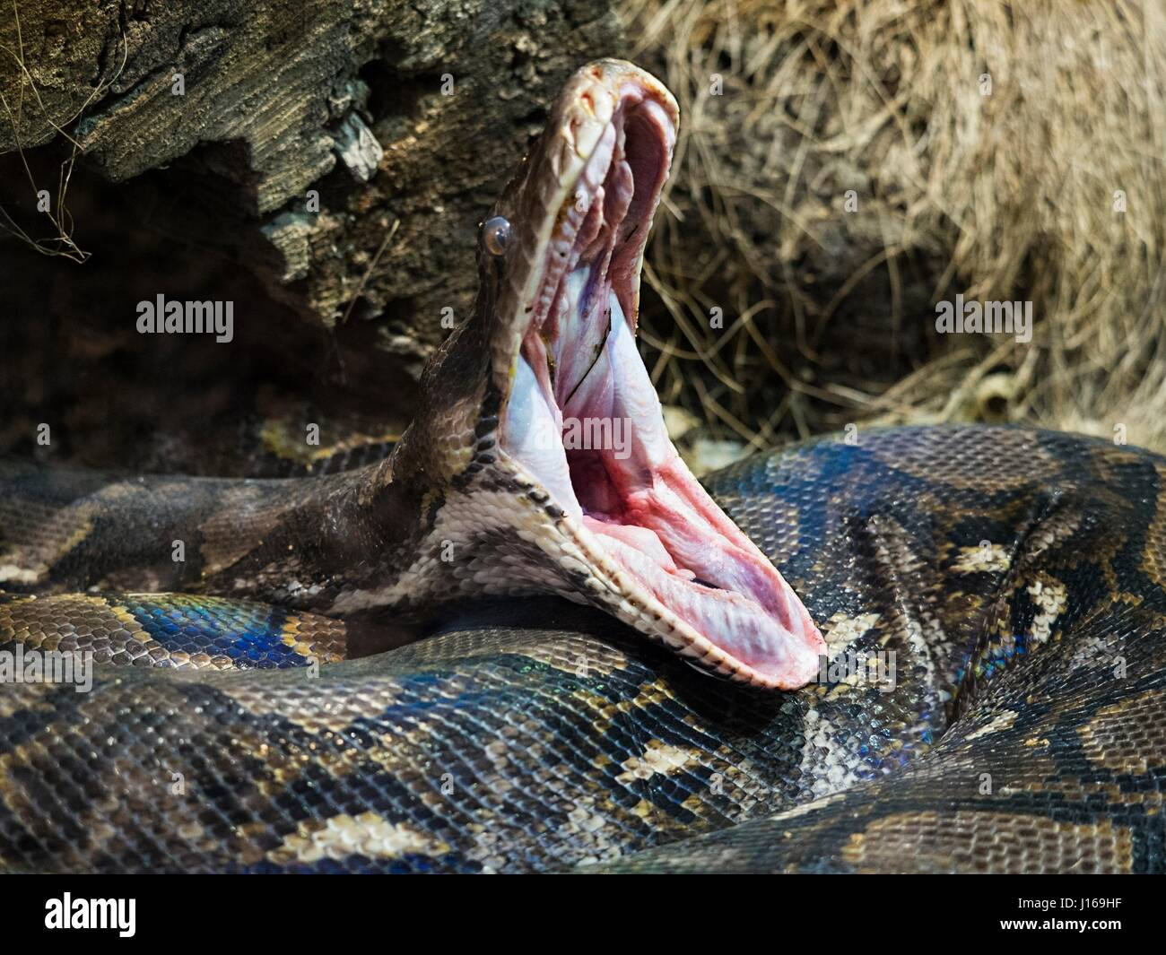 Le serpent, le python réticulé, bouche Photo Stock - Alamy