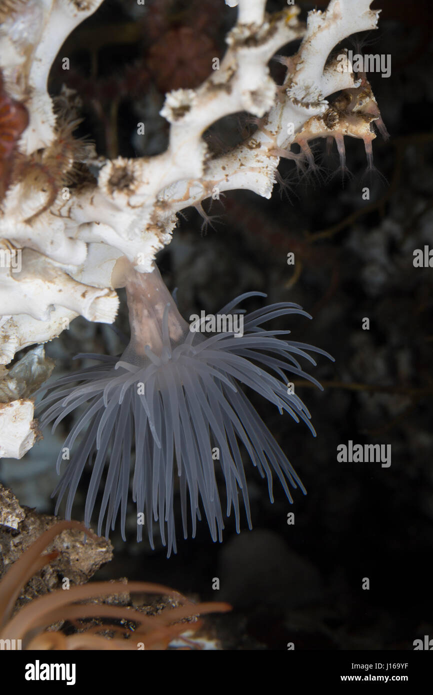 Protanthea-Anemone Seeanemone Seeanemonen,,, Protanthea Sealoch, simplex, de l'Anémone Anémone Anémone de mer, des anémones de mer, Blumentier Blumentiere, Ant, Banque D'Images