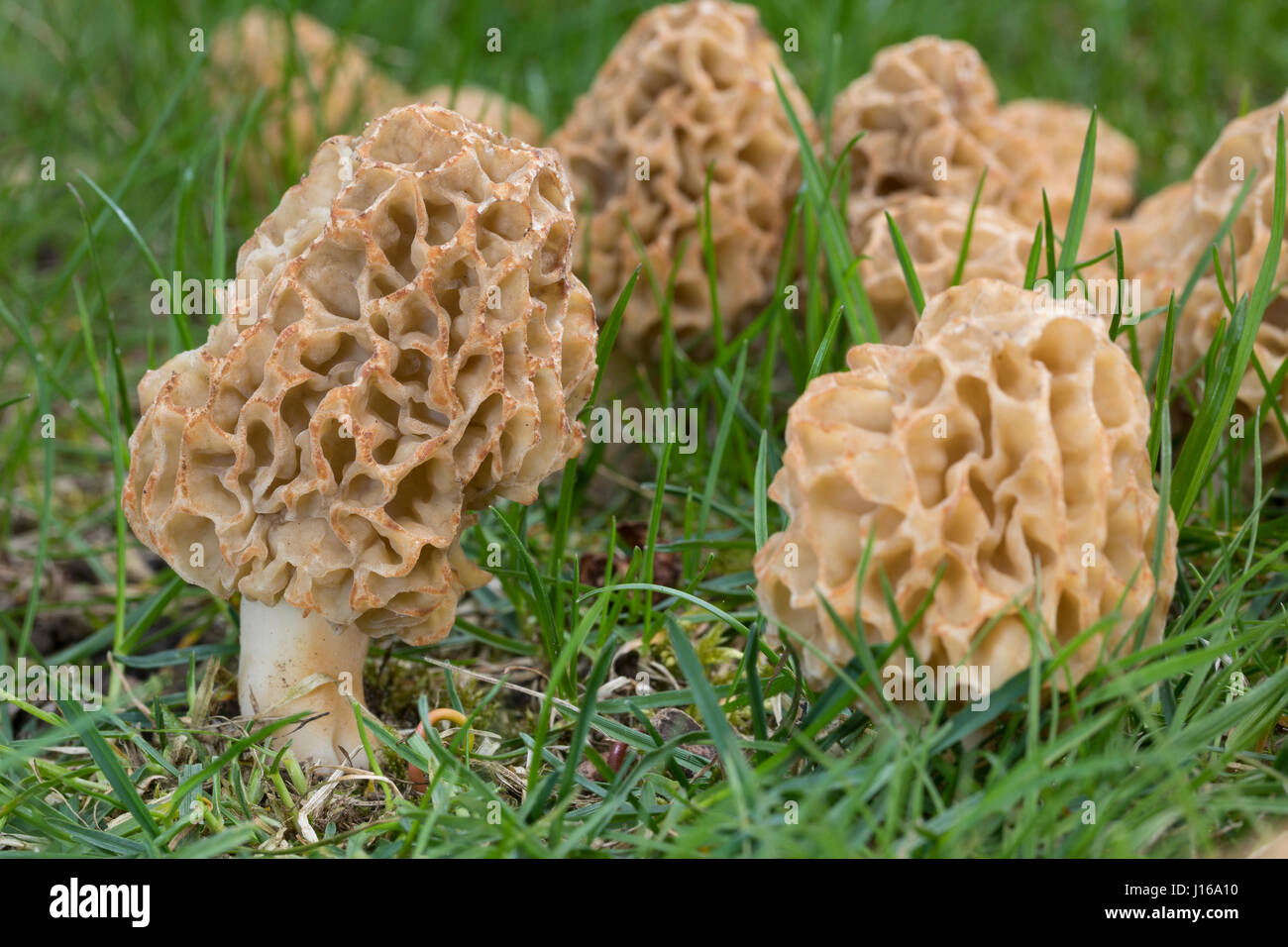 Speisemorchel Speise-Morchel Rundmorchel,,, Rund-Morchel Speisemorcheln, Morchel Morcheln,,, Morchella esculenta, Morellus esculentus, commun Morel, m Banque D'Images